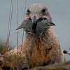 gull and lunch